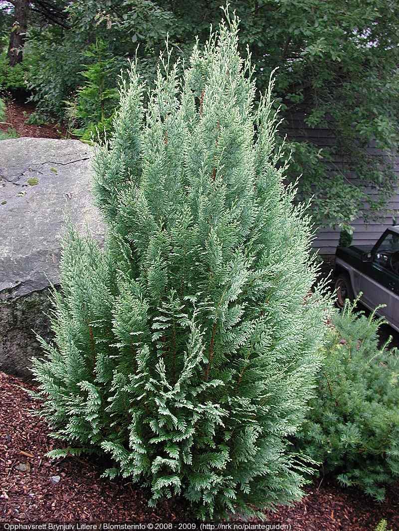 Chamaecyparis lawsoniana 'White Spot'